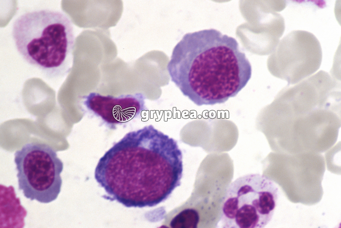 Moelle osseuse humaine cellules en mitose - interphase x400x400 - gryphea.org